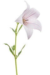 Pink flower of Platycodon grandiflorus or bellflowers, isolated on white background