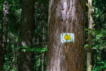 Yellow way marking on a tree in Germany