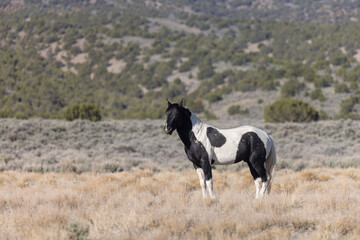 Majestic Wild Horse in the Utah Desert