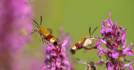 Hemaris fuciformis - the broad-bordered bee hawk-moth in the garden