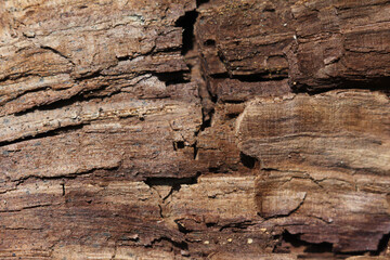 wooden surface with cracks close-up. wood texture with bark