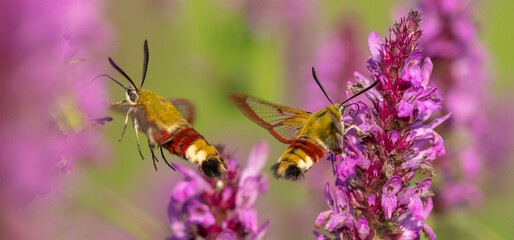 Hemaris fuciformis - the broad-bordered bee hawk-moth in the garden