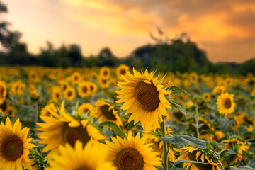 sunflower in a sunflower field