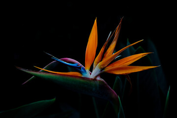 bird of paradise flower