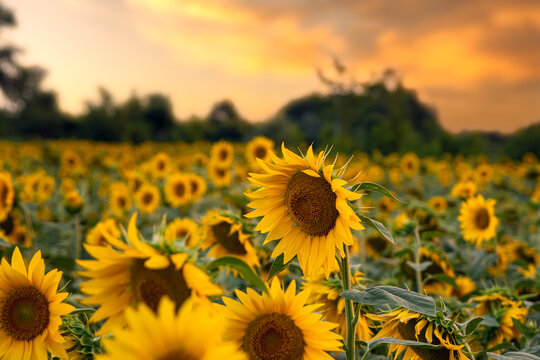 sunflower in a sunflower field © Florincristian