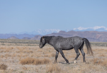 Obraz premium Majestic Wild Horse in the Utah Desert