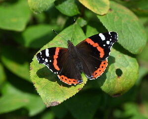 Fototapeta na wymiar Schmetterling Admiral im Garten