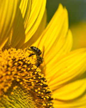Bees collect nectar and pollen from flowers of sunflower.