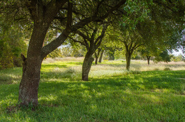 Fototapeta na wymiar A field of shady grass under the canopy of trees.