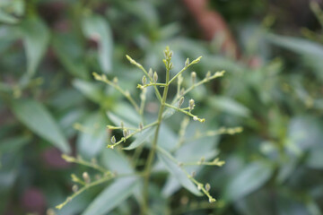Fresh young seeds of Andrographis paniculata, The tip of the Kariyat tree.