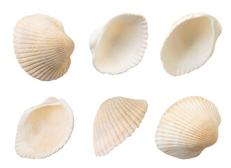 Set of white bivalve seashells on a white background. Isolated