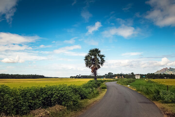 Fototapeta na wymiar Beautiful landscape growing Paddy rice field two side with long road and mountain blue sky background view near Nagercoil, Kanyakumari District. Tamil Nadu, South India.