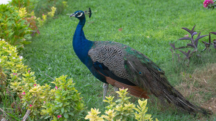 Obraz premium Beautiful Peacock at a park in Qatar.