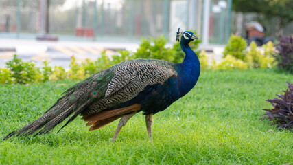 Obraz premium Beautiful Peacock at a park in Qatar.
