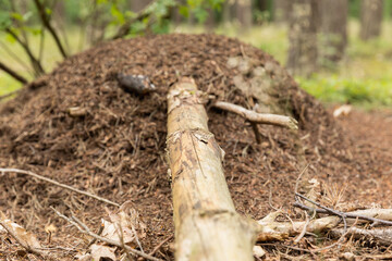 huge colony of ants in the forest