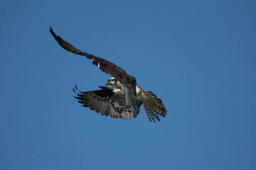 osprey