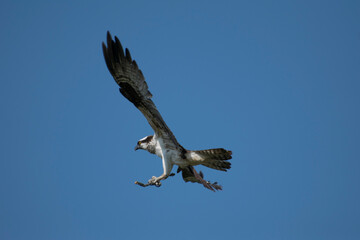 osprey