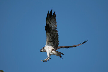 osprey