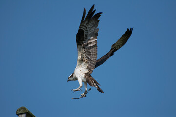 osprey