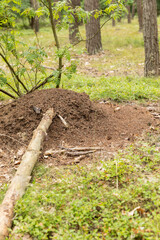 huge colony of ants in the forest