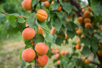 many apricot fruits on a tree in the garden on a bright summer day. Organic fruits. Healthy food. Ripe apricots.