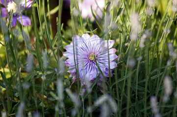 Klematis fioletowy kwiat wśród innych roślin