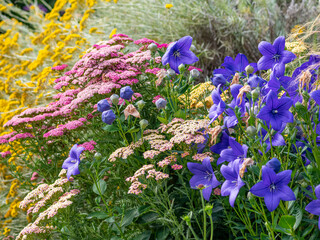Panele Szklane  garden with perenial flowers Platycodon grandiflorus, Achillea and others