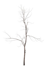 Old dead trees that do not have separate black-brown leaves on a white background. with clipping path