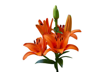 Orange lily on a white background