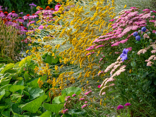 garden with perennial flowers Platycodon grandiflorus, Achillea and others © Vera Kuttelvaserova