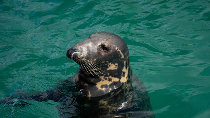 Naklejka premium Cornwall