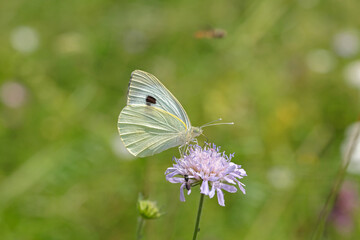 Large cabbage white (Pieris brassicae) on a scabious.