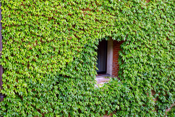 Ivy wall with single window