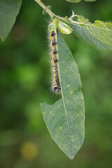 a large yellow and black insect caterpillar eats the green leaves of a shrub.