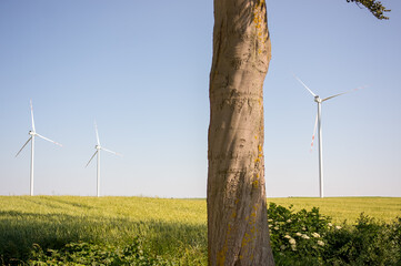 Dwie turbiny wiatrowe na horyzoncie na polu uprawnym © Monika