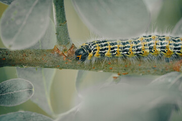 a large yellow and black insect caterpillar eats the green leaves of a shrub.