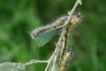 a large yellow and black insect caterpillar eats the green leaves of a shrub.