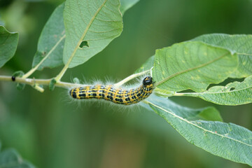 large yellow and black insect caterpillar eats the green leaves of a shrub.