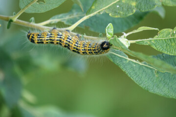 large yellow and black insect caterpillar eats the green leaves of a shrub.