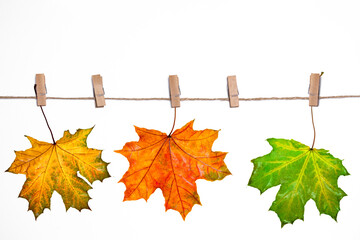 autumn maple leaves hang on clothespins, isolate on white, autumn background, blank for design,