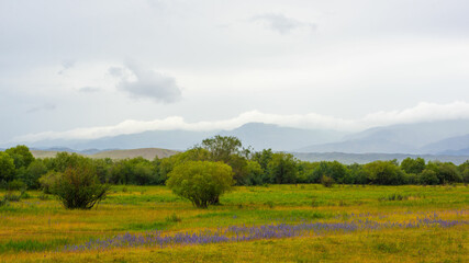 Fototapeta premium Rural landscape in Raimbek region, Kazakhstan. Road A-351