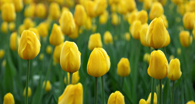 spring background with yellow flowers, blooming tulips in the garden or park, close-up, selective focus © Leka