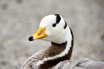 Gans