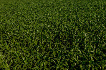 Corn field with young plants on fertile soil on sunset