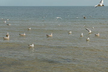 wild gulls floating in the sea