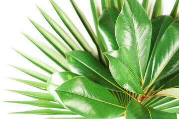 Close-up exotic tropical green plants on white background
