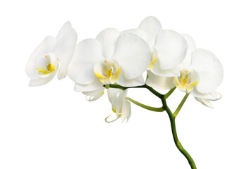 Beautiful white orchid flower isolated on white background.