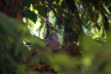 Gołębica gniazdo na drzewie	
