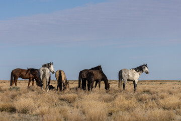 Obraz premium Herd of Wild Horses in the Utah Desert