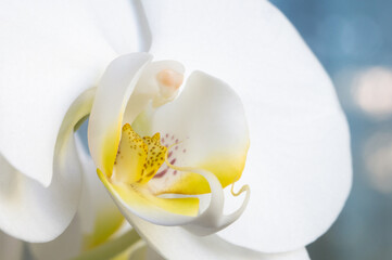 Beautiful white orchid flower. Macro nature.